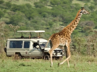 Game Viewing Safaris